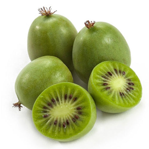 Kiwi Berry - Issai 90mm