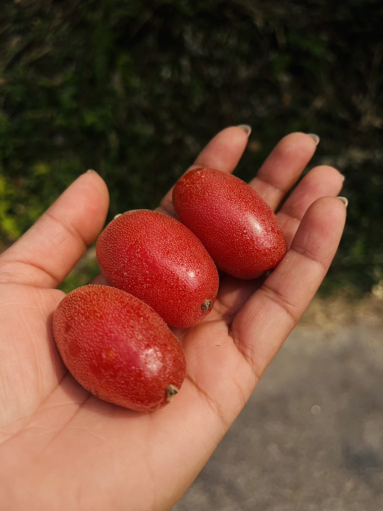 Elaeagnus latifolia - Soh Shang or Indian Olive