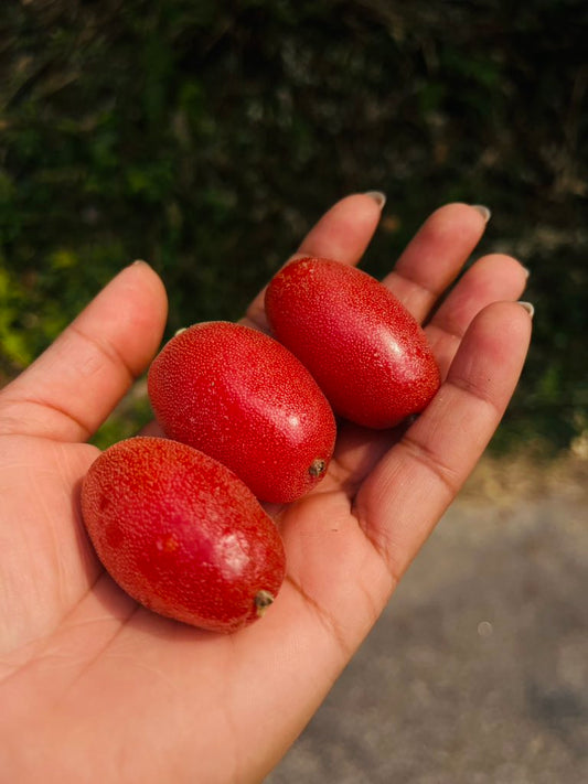 Elaeagnus latifolia - Soh Shang or Indian Olive