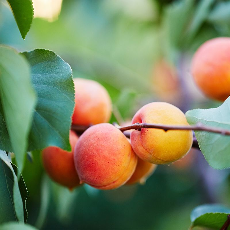 Apricot - Moorpark ( Bare Root Potted )