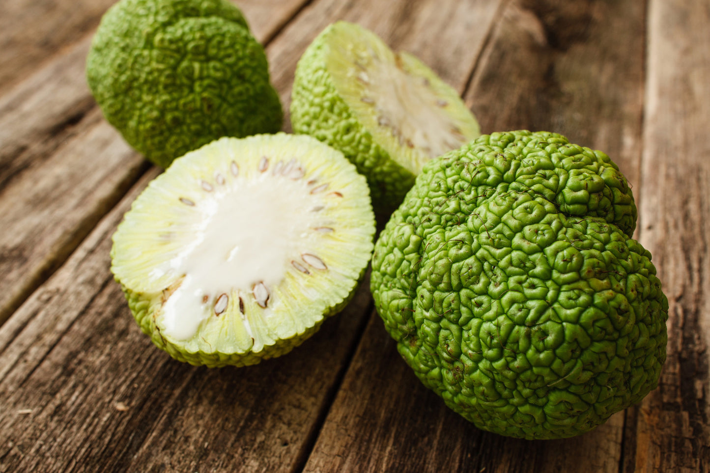 Osage Orange - Maclura pomifera