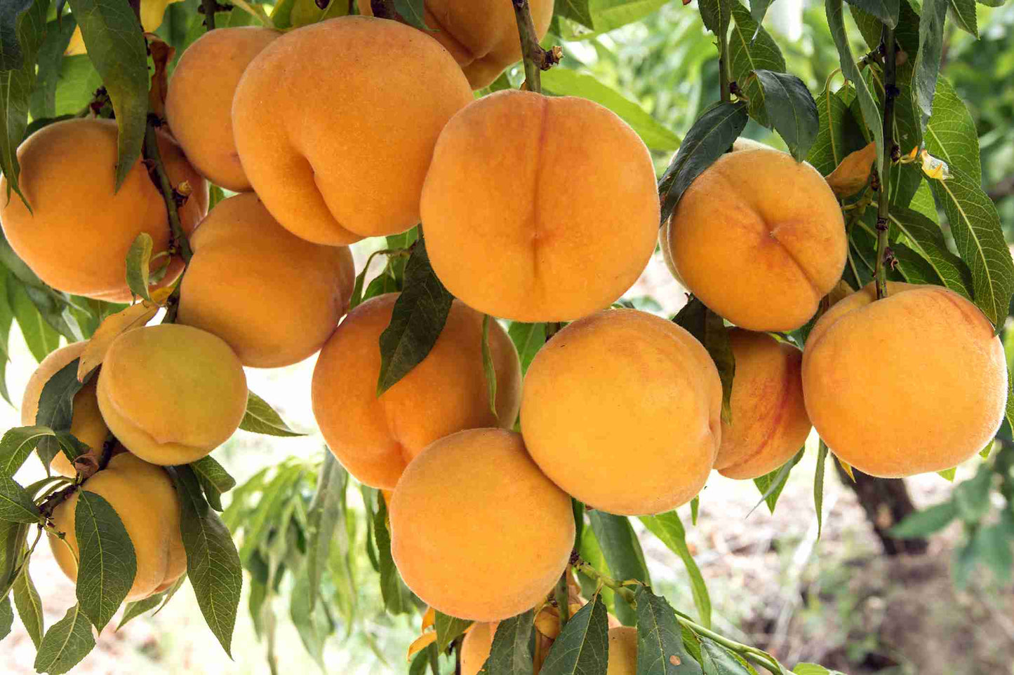 Dwarf Peach - Golden Queen ( Bare Root Potted )
