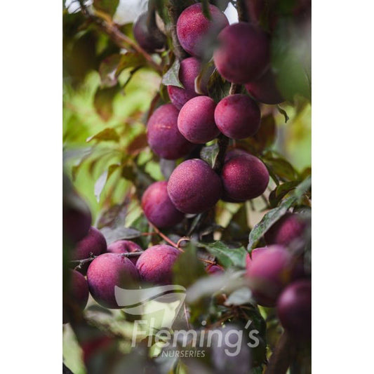 Plumscrumptious Plum x Apricot