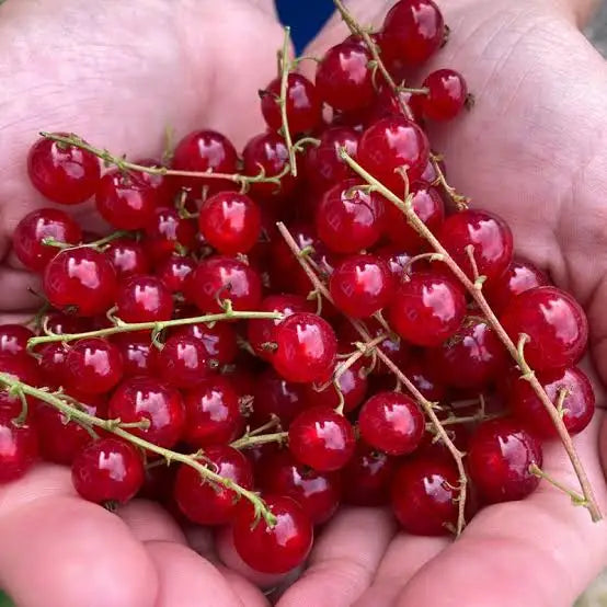 Currant - Red ( Bare Root Potted )