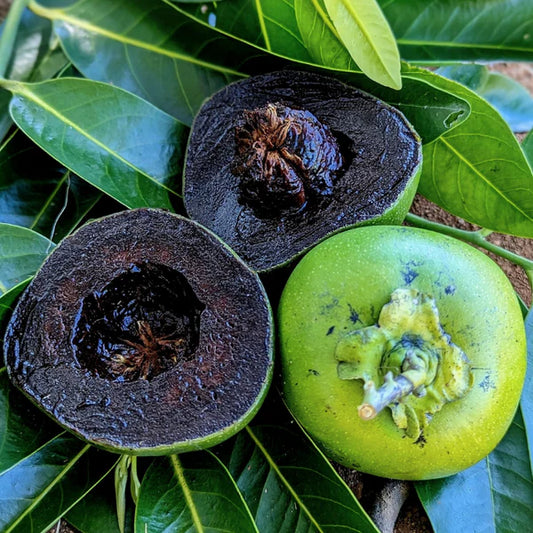 Black Sapote Superb 5L