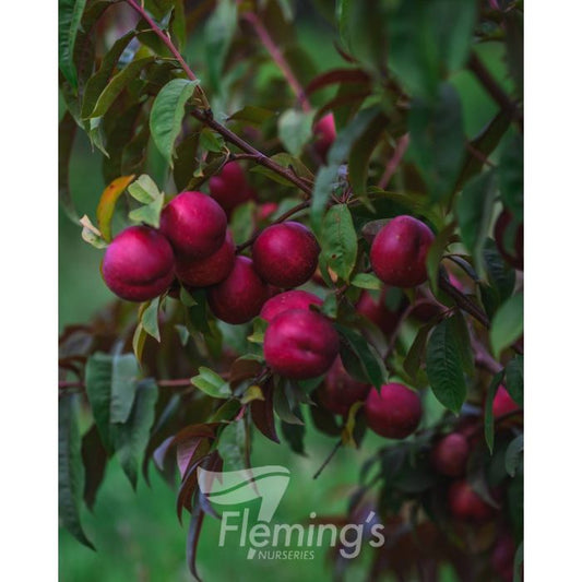 Spicezee Nectarine x Plum