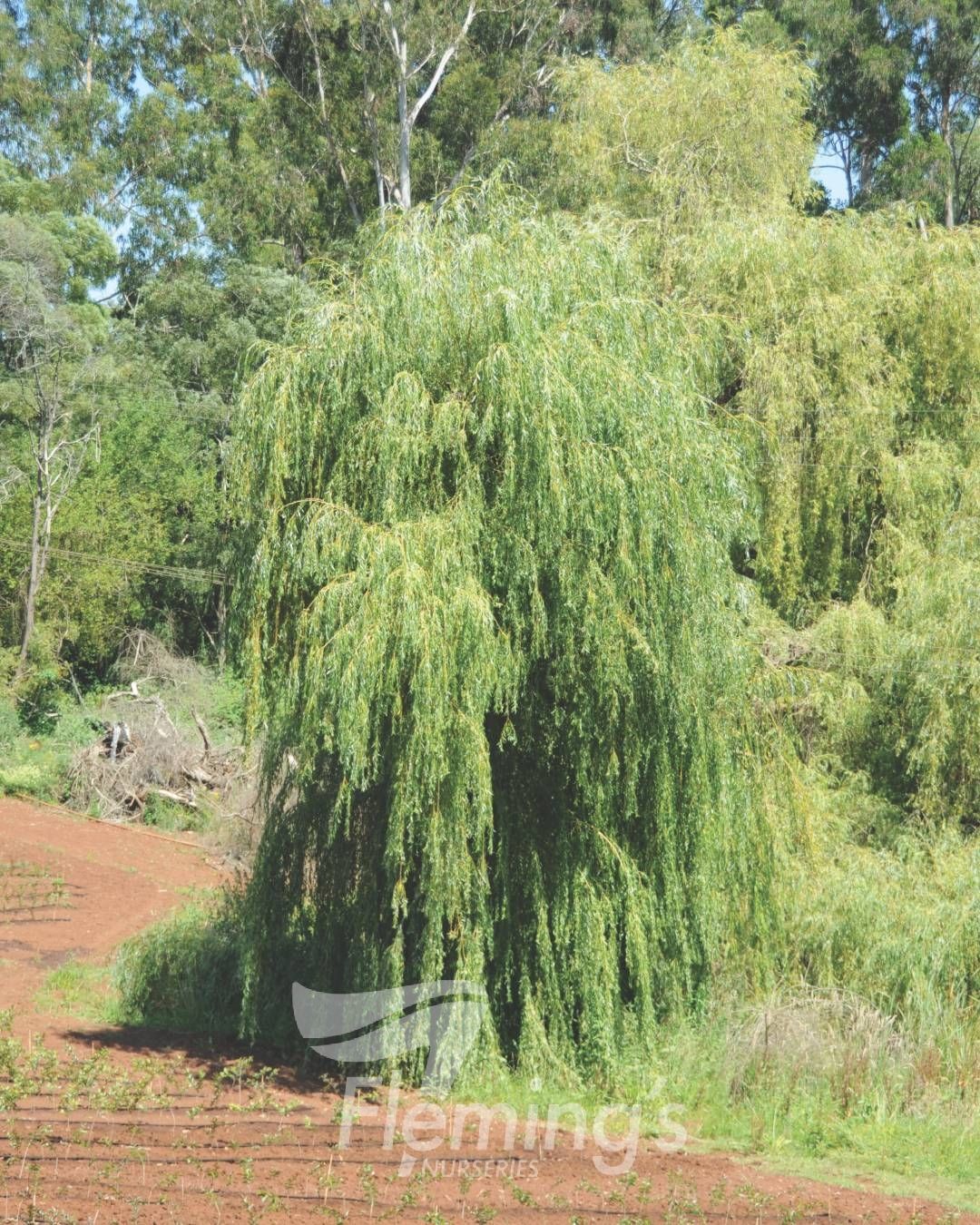 Weeping Willow - Salix babylonica 5l