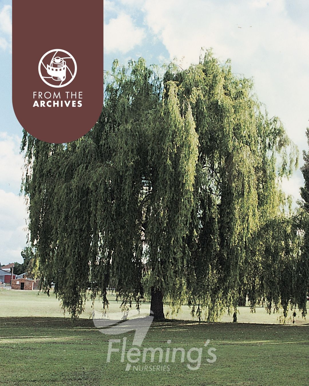 Weeping Willow - Salix babylonica 5l