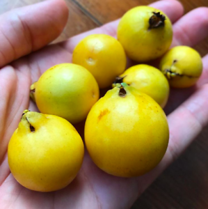 Guava Yellow Cherry 90mm