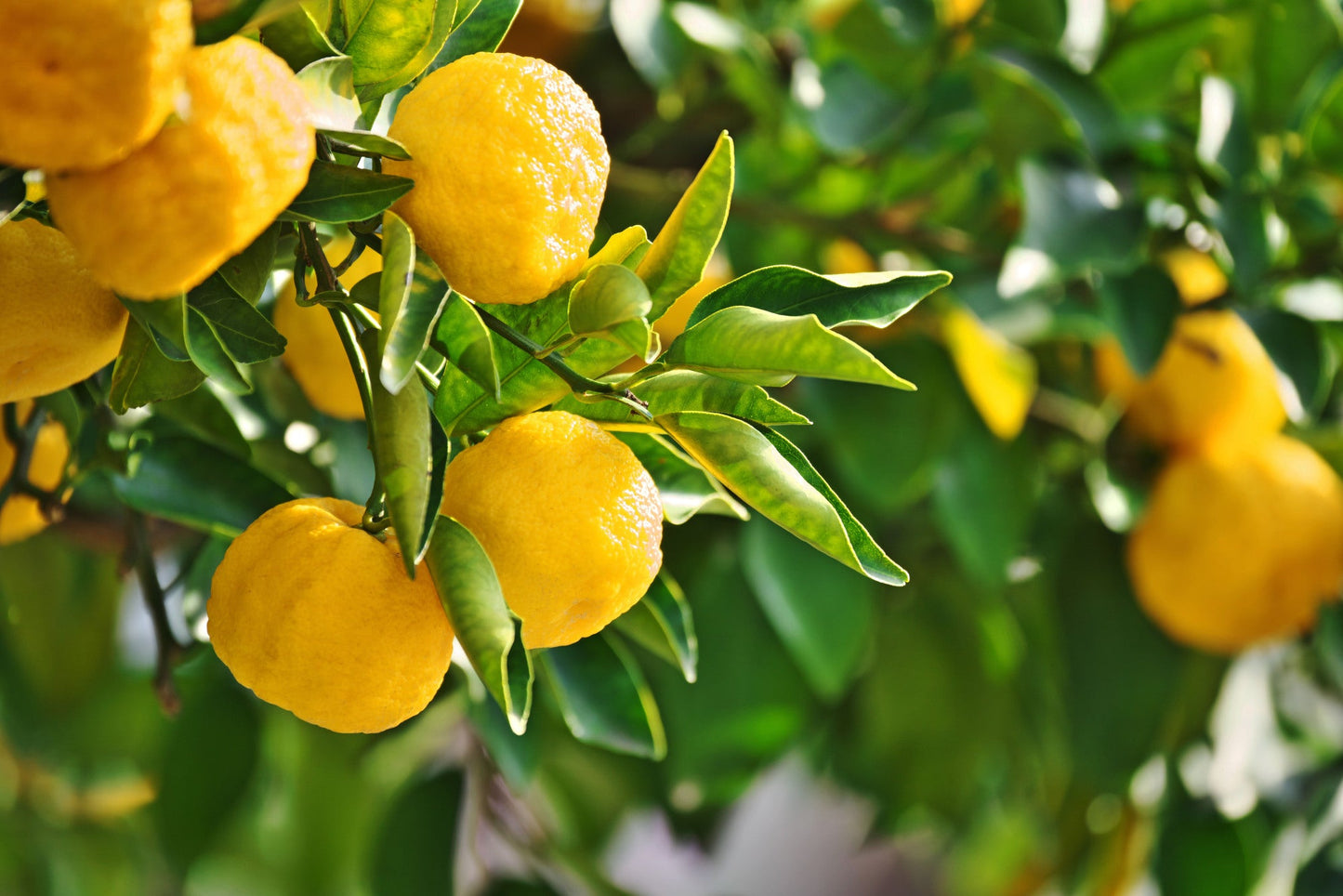 Lemon Yuzu (QLD ONLY)