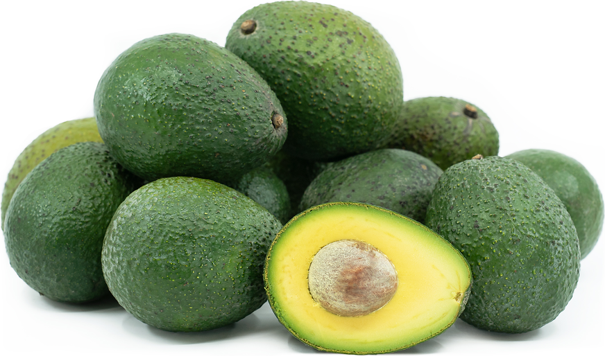 Mini Avocado Dwarf Avocado - Gwen (A Type) 5l – Ross Creek Tropicals