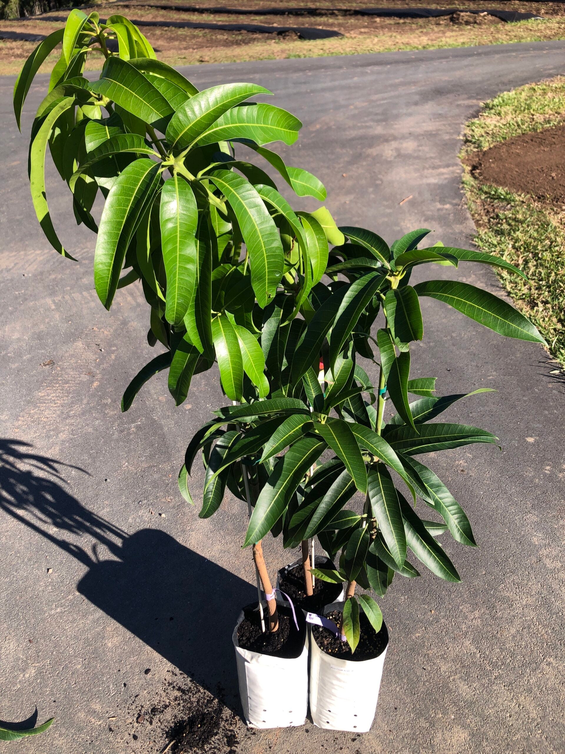 Buy Grafted Mango Trees online - Delivered to your door! – Page 3 ...