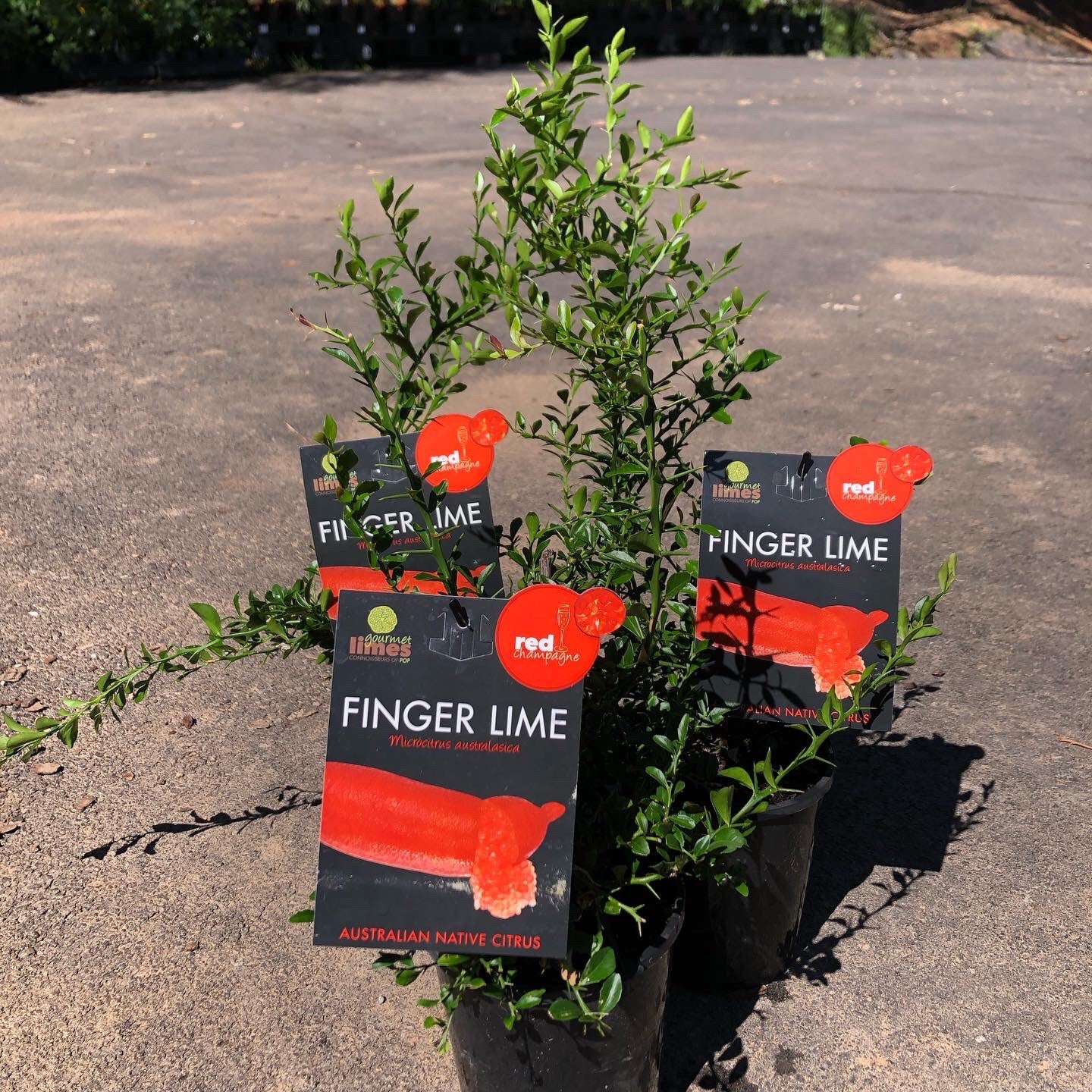 Finger Lime Red champagne (Qld only)