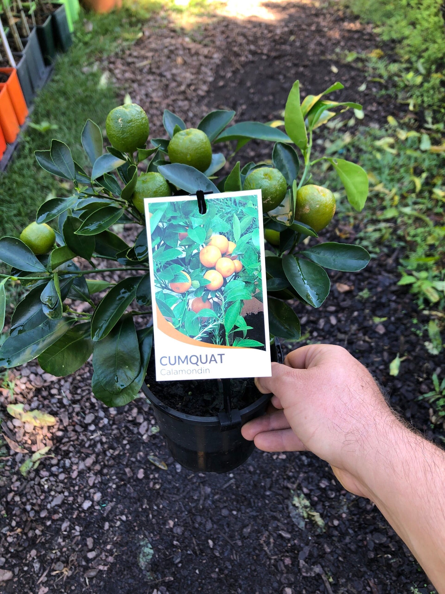 Cumquat - Calamondin Cutting Grown (QLD ONLY)