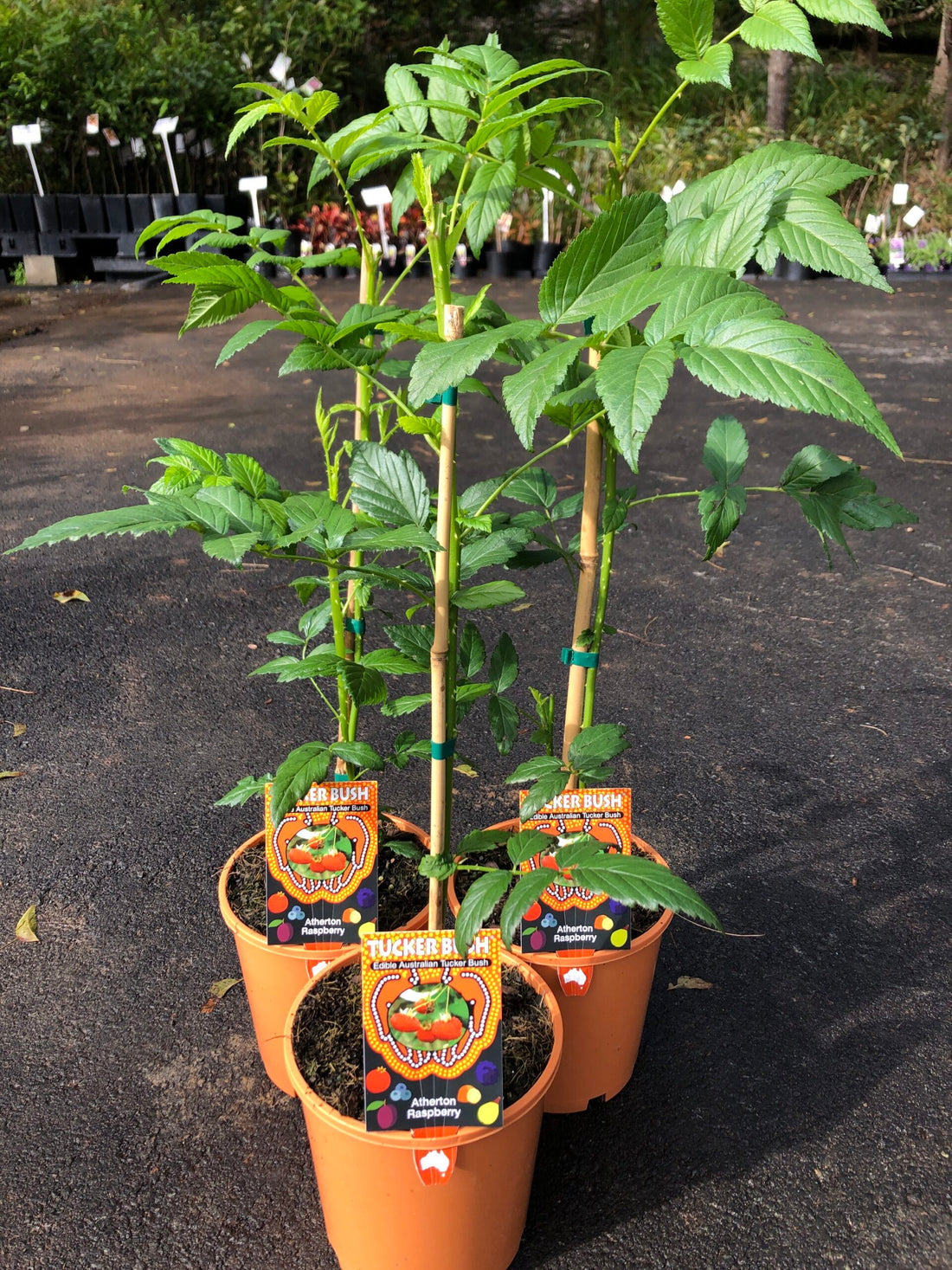 Raspberry (Atherton) – Ross Creek Tropicals