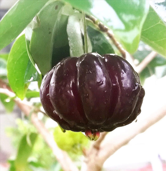Brazilian Cherry - Black