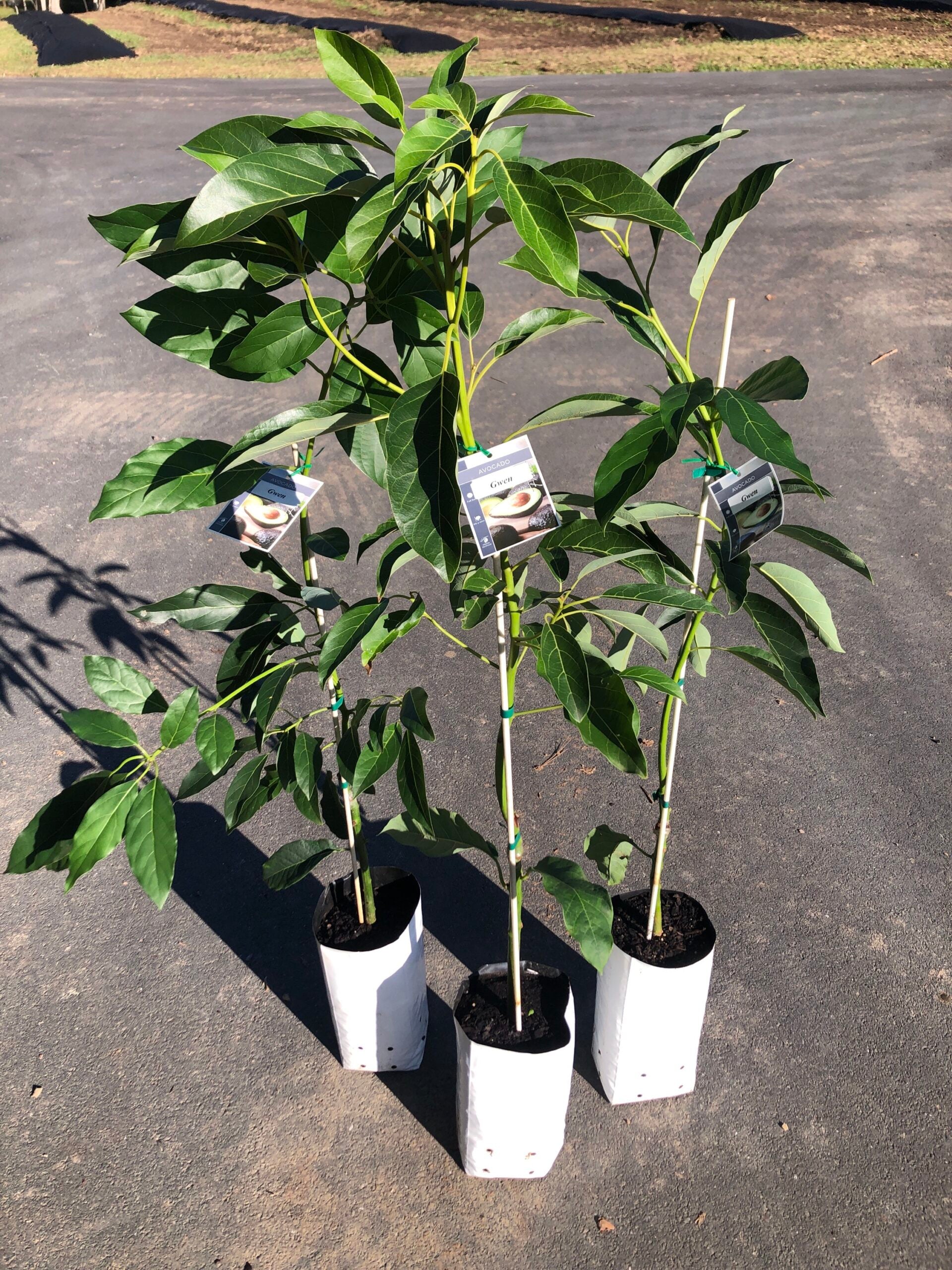 Mini Avocado Dwarf Avocado - Gwen (A Type) 5L – Ross Creek Tropicals