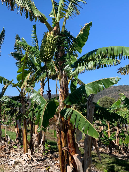 Banana- Plantain - French  (QLD ONLY) Tubestock