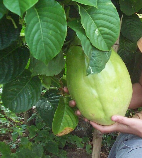 Passion fruit - Giant Granadilla