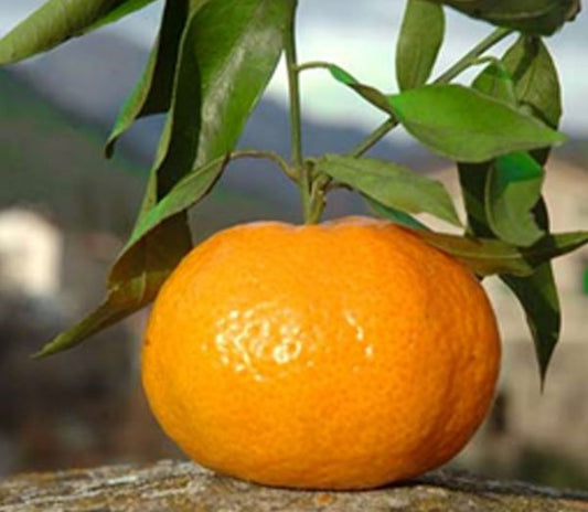 Mandarin Avana - Late Imperial (Qld only)