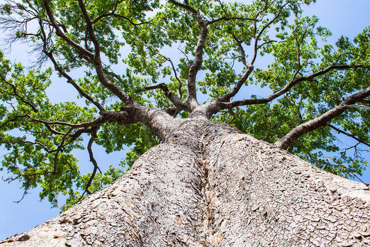 African Mahogany