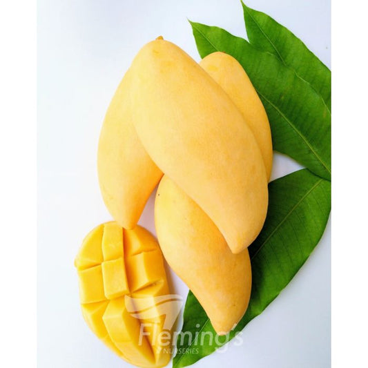 Dwarf Mango - Banana Ken 5L