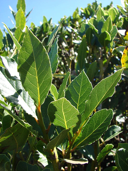 Bay Leaf