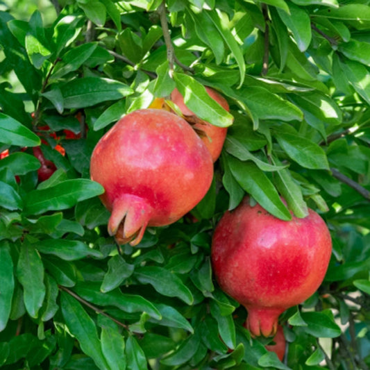Pomegranate Ben Hur 90mm