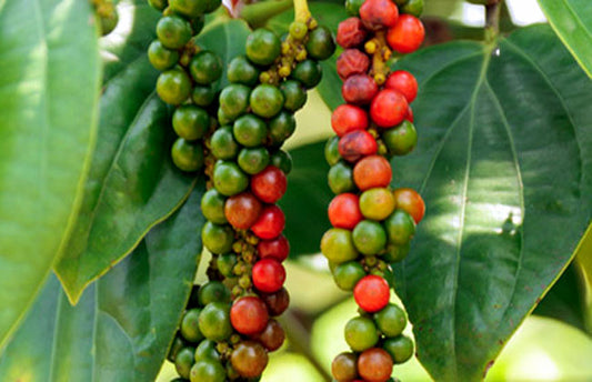 Pepper vine