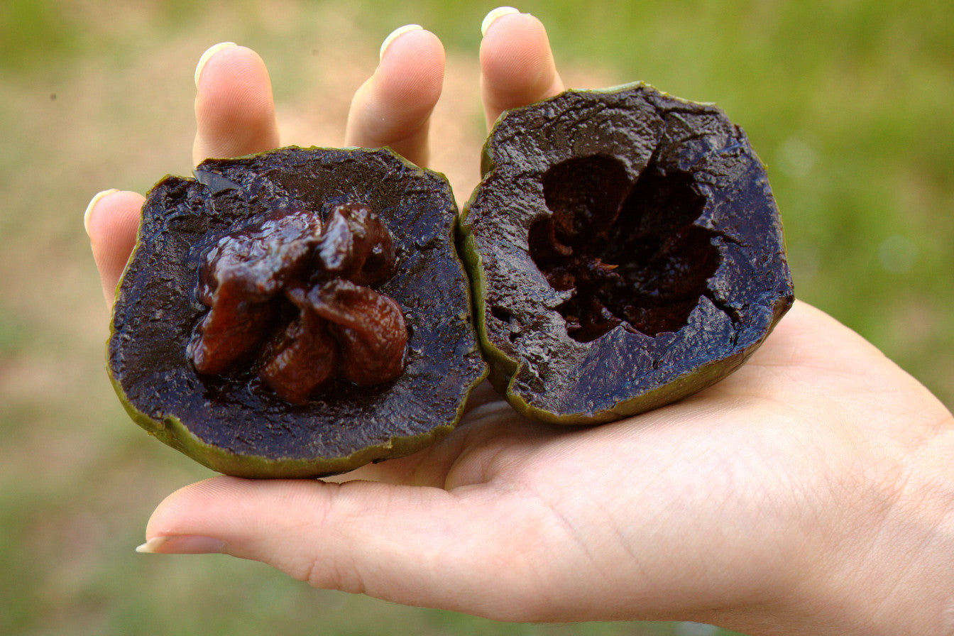 Black Sapote Mossman