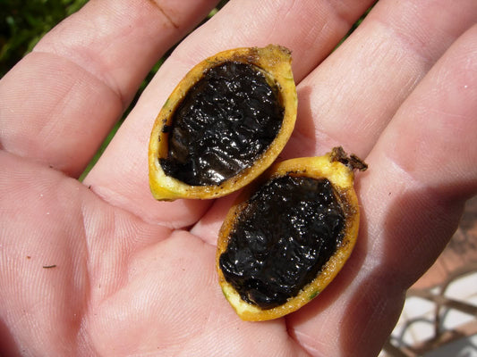 Black Berry Jam Fruit