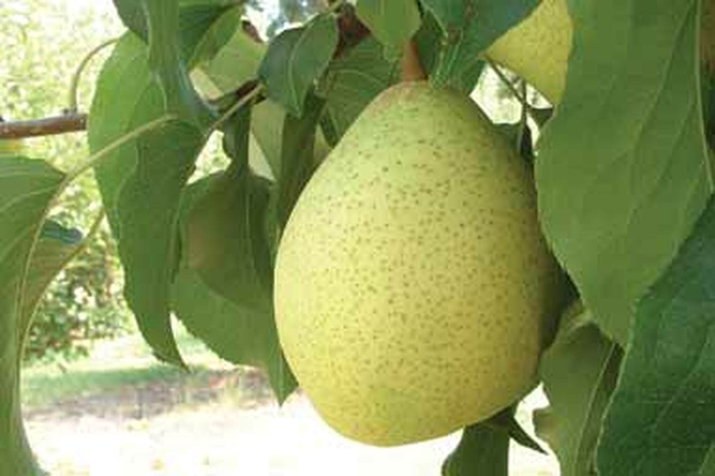 Pear Bonza 5l