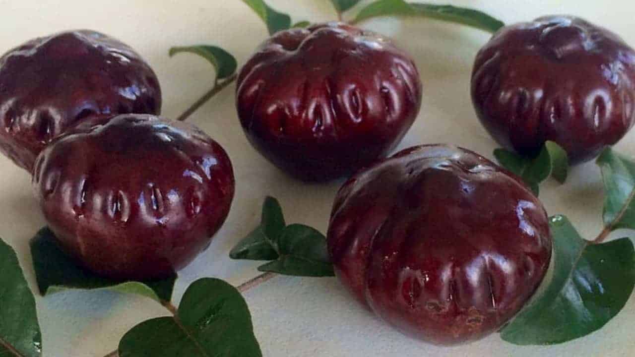 Burdekin Plum