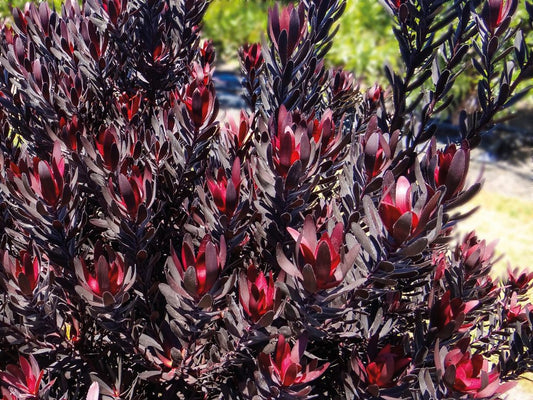 Leucadendron - Burgundy Sunset