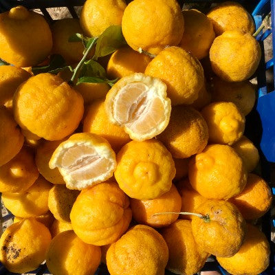 Lemon - Bush Lemon (Qld only)