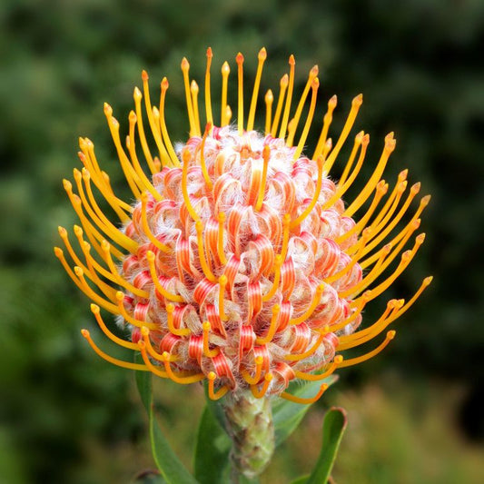 Leucospermum - Carnival Orange