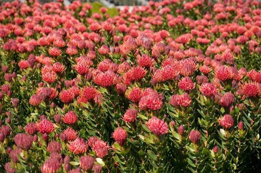 Leucospermum - Carnival Red