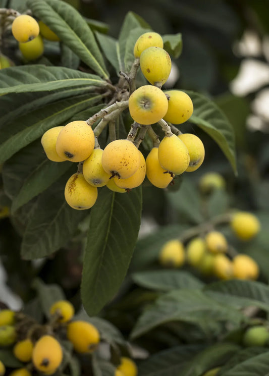 Loquat Champagne 5l