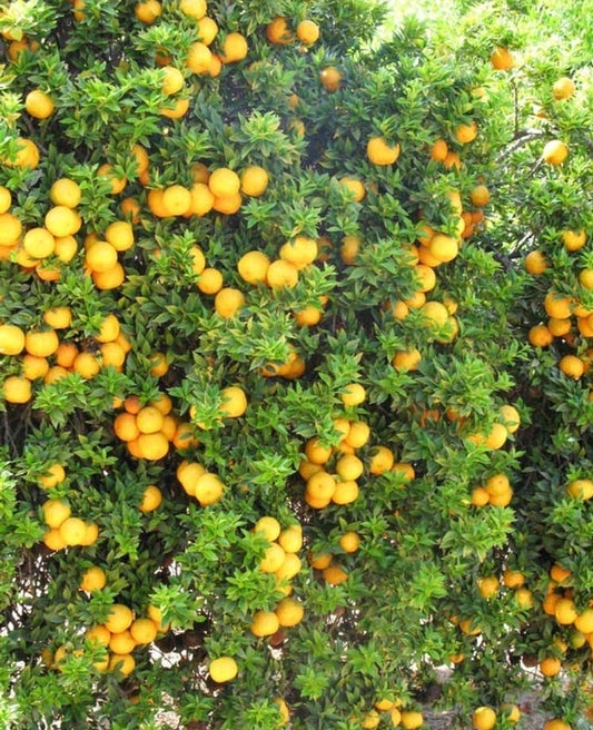 Orange - Chinotto (Qld only)