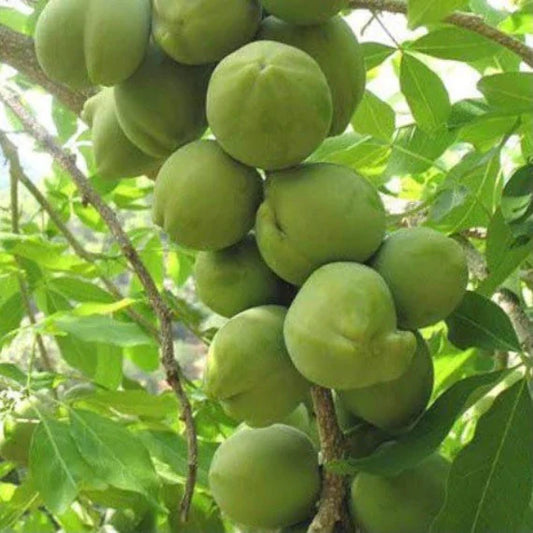 White Sapote - Chris Grafted