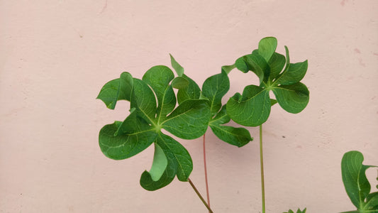 Cassava - Curly leaf