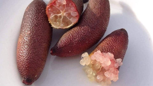 Finger Lime Dark Red (Qld only)