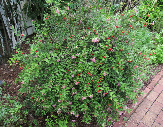 Acerola Cherry - Dwarf