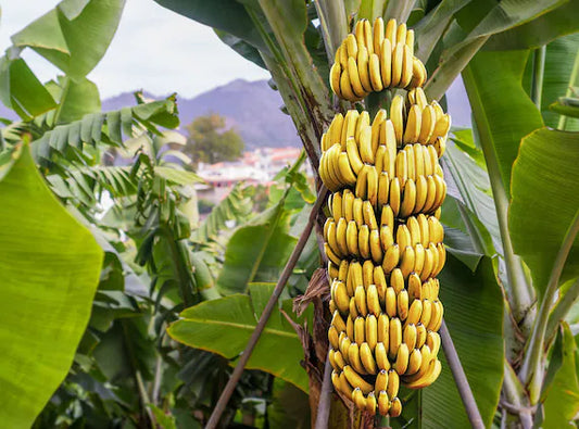 Banana Dwarf Cavendish - 5l (QLD ONLY)