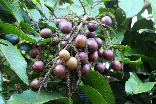 Longan - Fijian