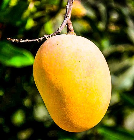 Mango- Florigon