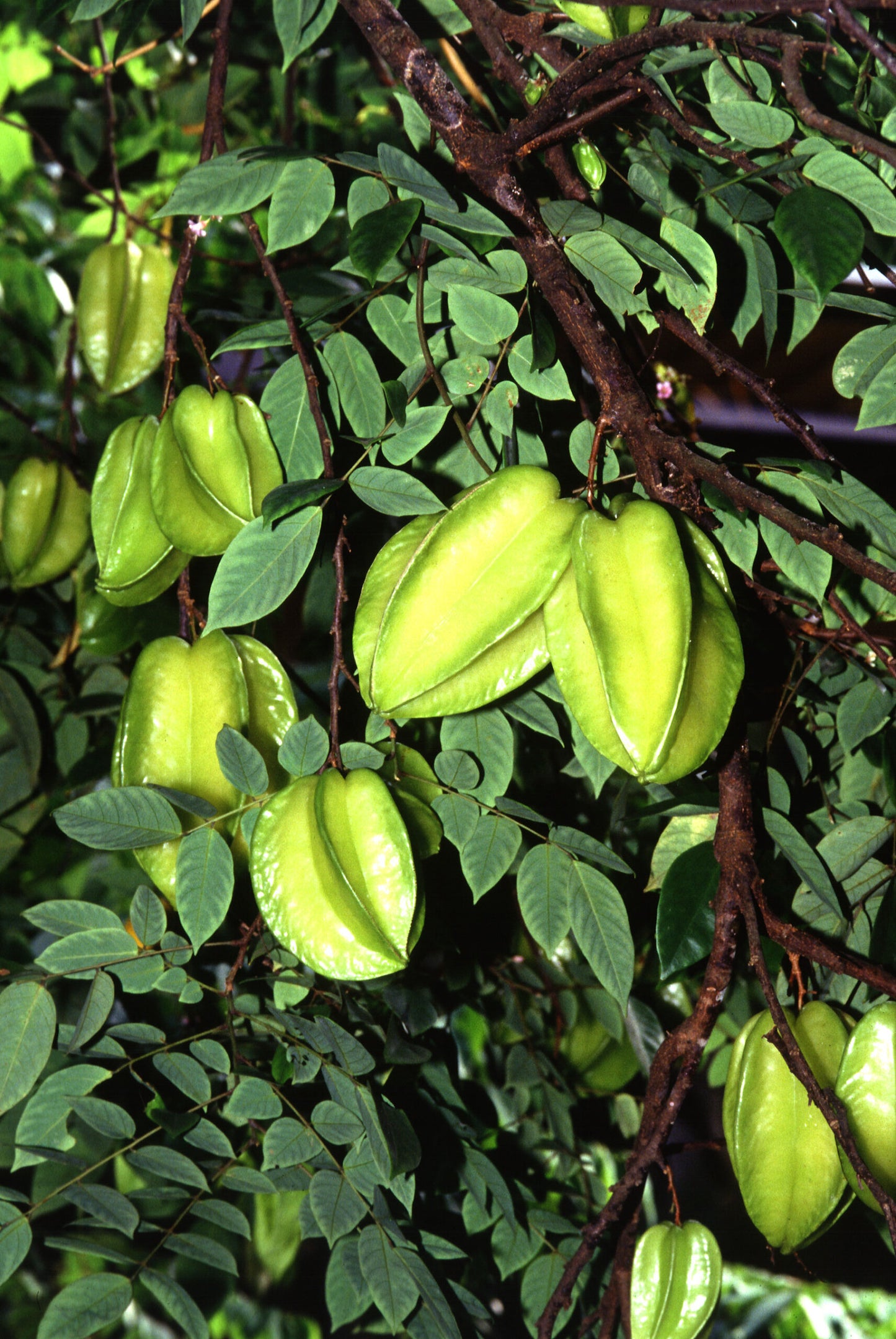 Star fruit - Fwang Tung