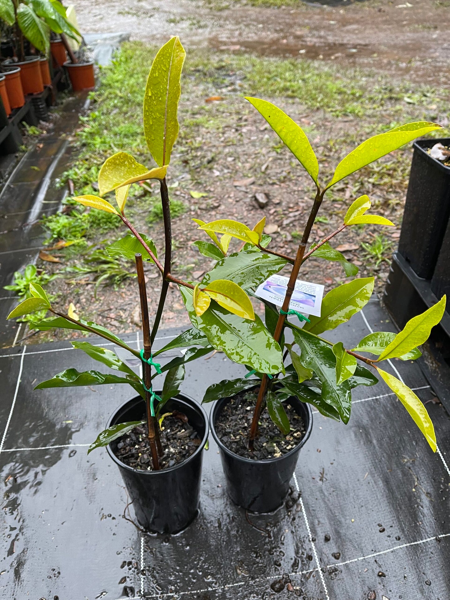 Garcinia Madruno