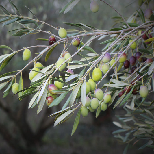 Olive Garden Harvest Dwarf