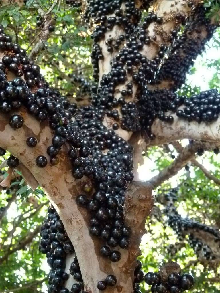 Jaboticaba  Advanced Grimal (Large Leaf)